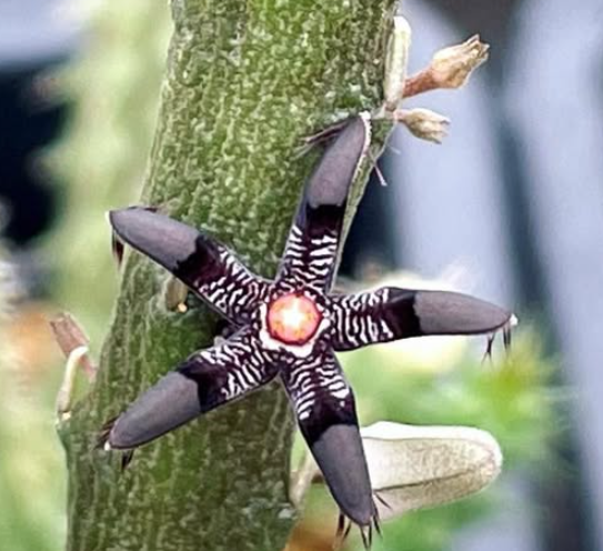 Rhytidocaulon Macrolobum 6 Pieces Seeds