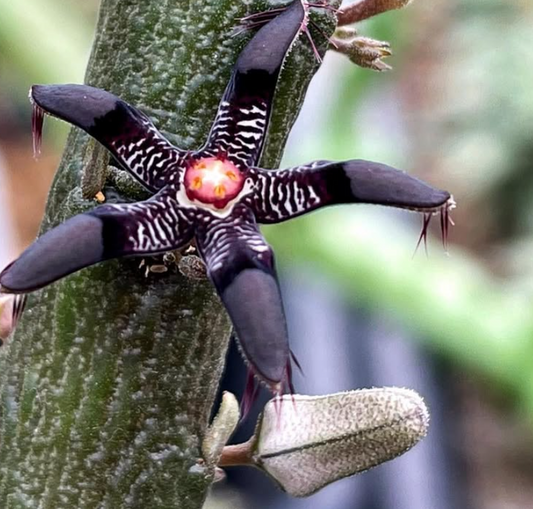 Rhytidocaulon Macrolobum 6 Pieces Seeds