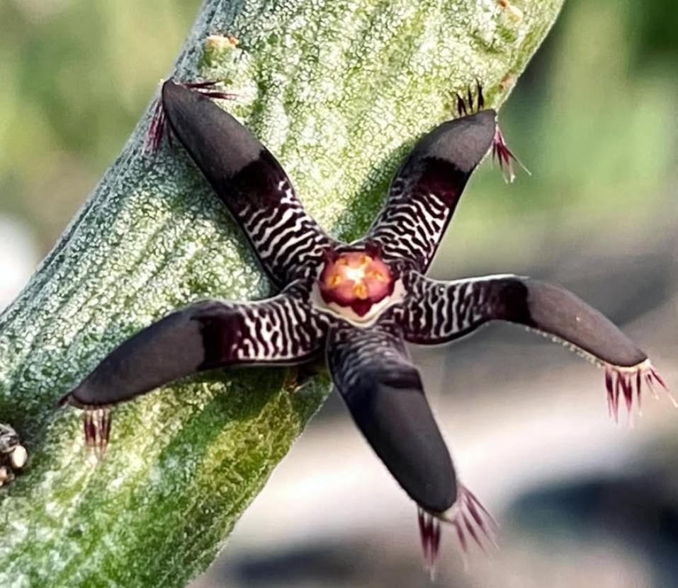 Rhytidocaulon Macrolobum 6 Pieces Seeds