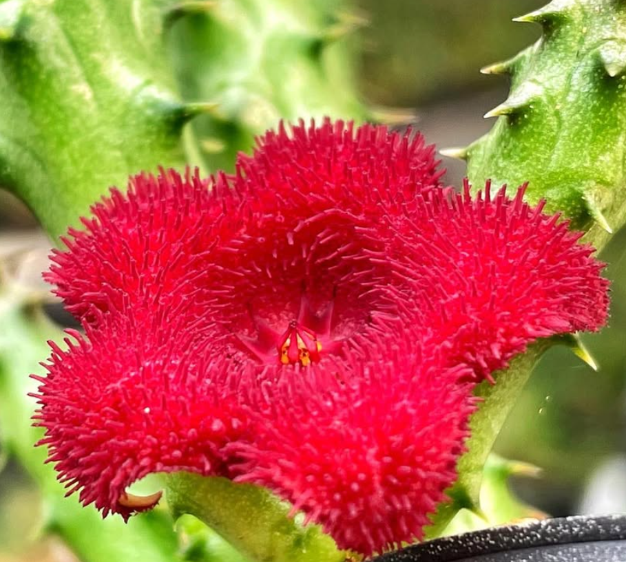 Stapelianthus Madagascariensis 'Red Korat' 6 Pieces Seeds