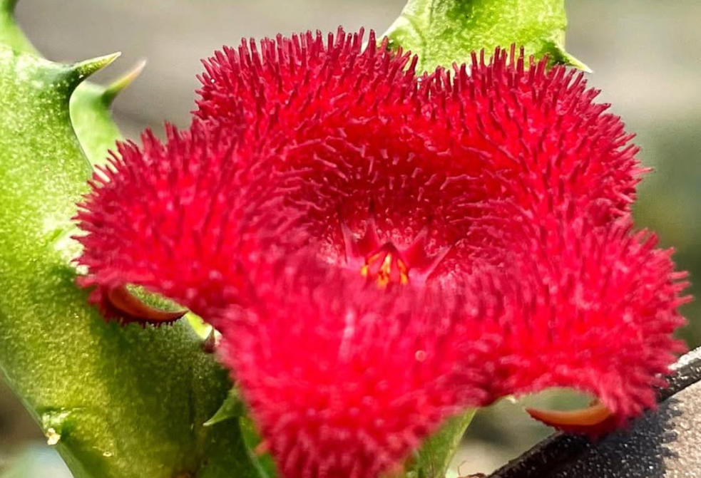 Stapelianthus Madagascariensis 'Red Korat' 6 Pieces Seeds