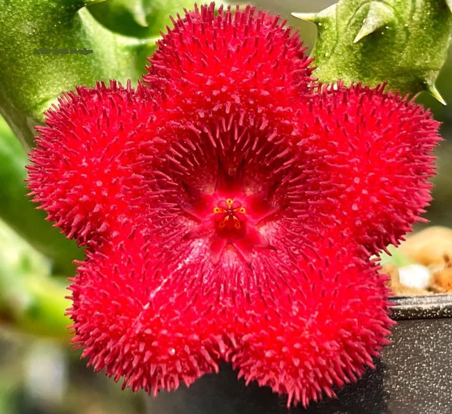 Stapelianthus Madagascariensis 'Red Korat' 6 Pieces Seeds