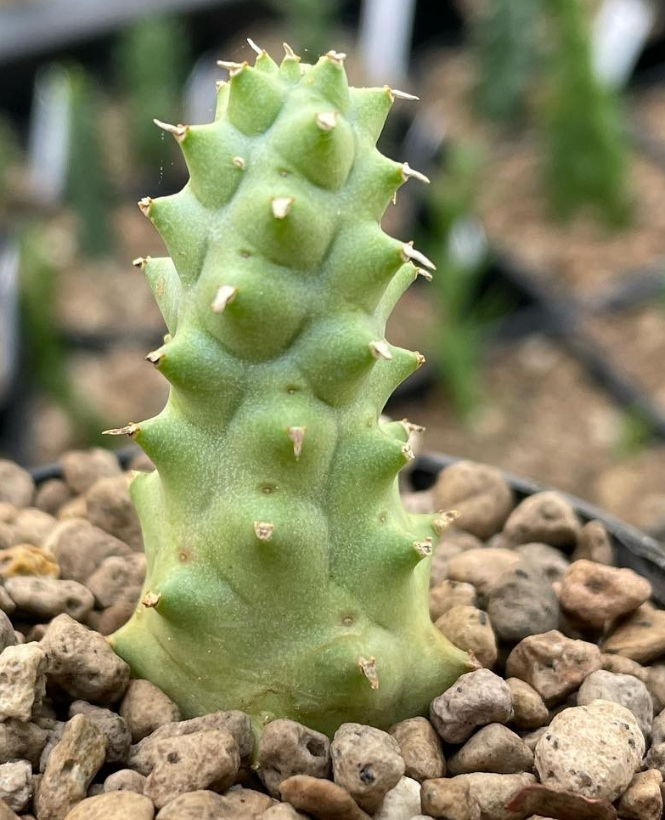 Duvalia corderoyi Pink form 6 Pieces Seeds