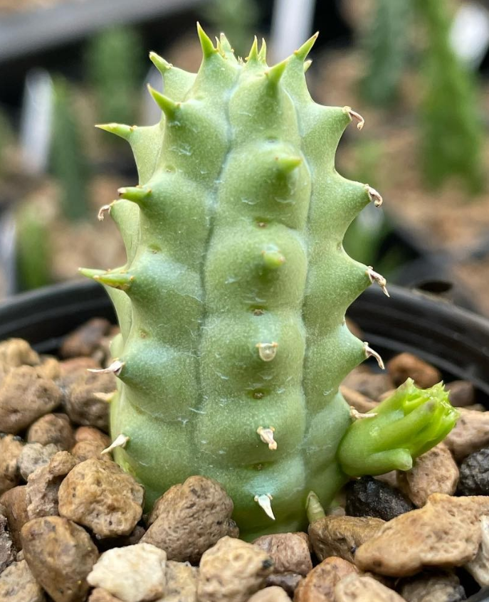 Duvalia corderoyi Pink form 6 Pieces Seeds