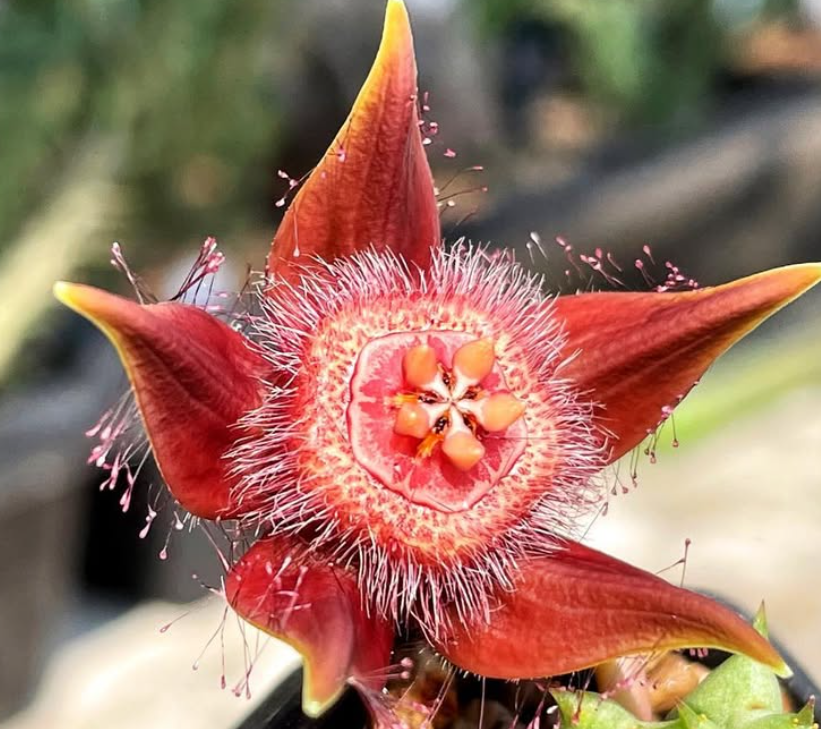 Duvalia corderoyi 6 Pieces Seeds