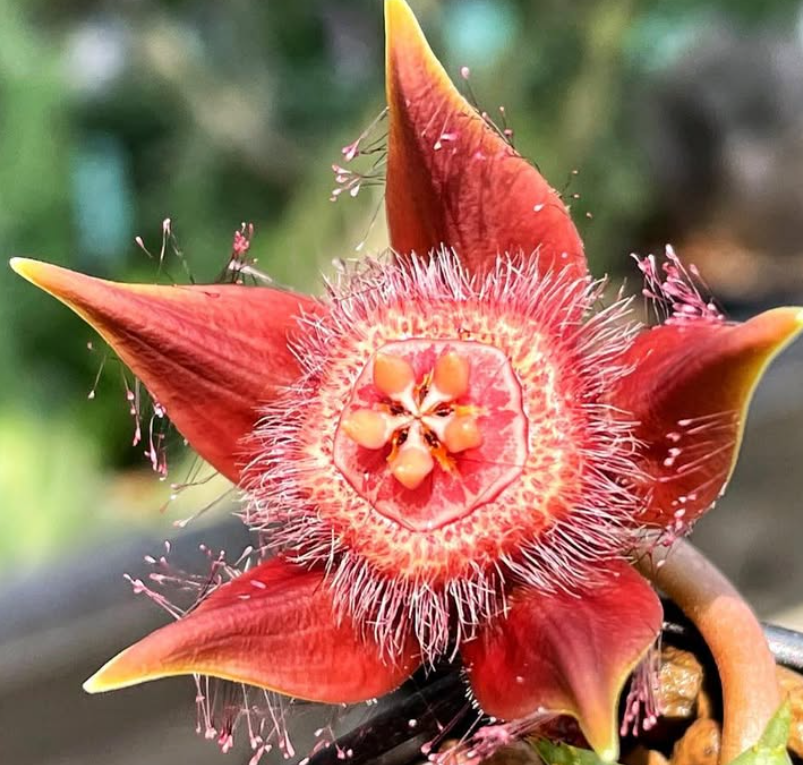 Duvalia corderoyi 6 Pieces Seeds
