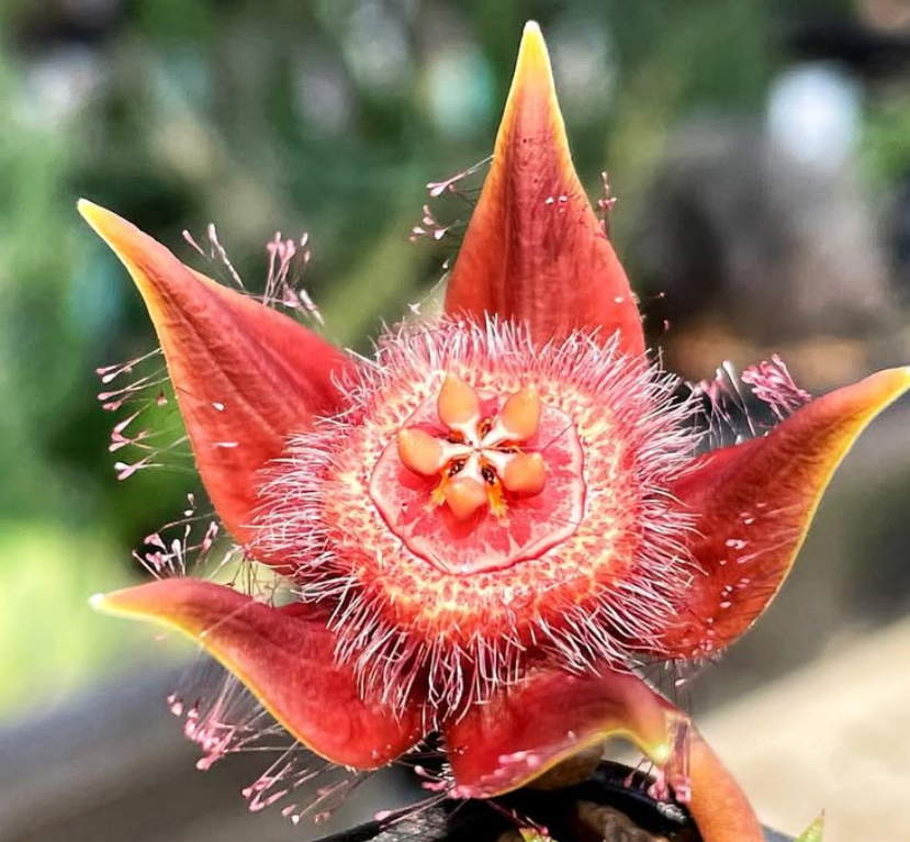 Duvalia corderoyi 6 Pieces Seeds