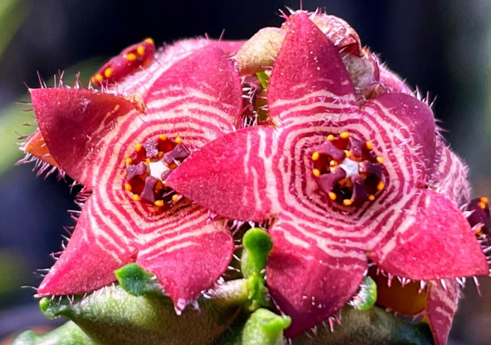 Caralluma Europaea 5 Pieces Seeds