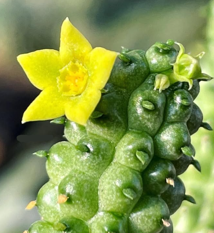Echidnopsis scutellata subs. dhofarensis 5 Pieces Seeds