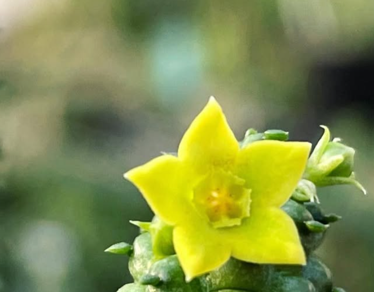 Echidnopsis scutellata subs. dhofarensis 5 Pieces Seeds