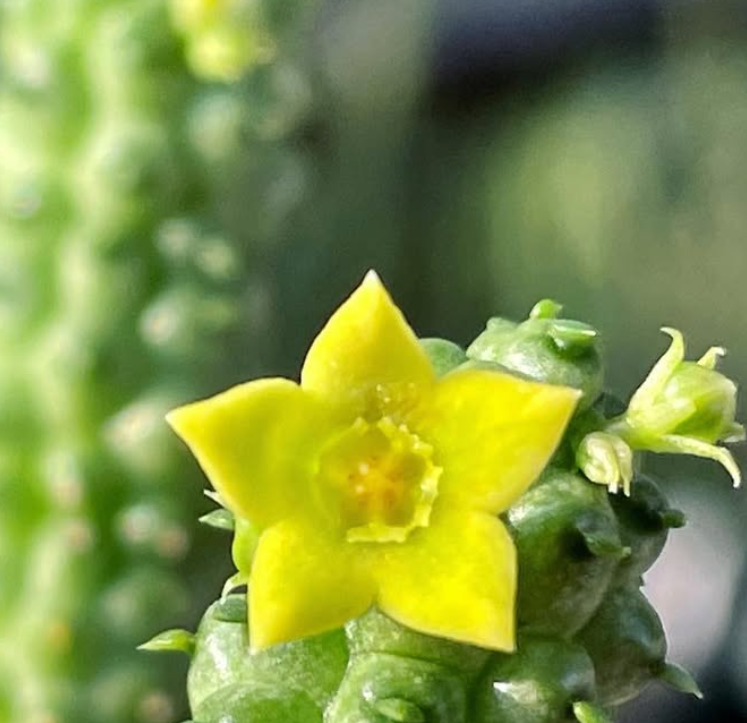 Echidnopsis scutellata subs. dhofarensis 5 Pieces Seeds