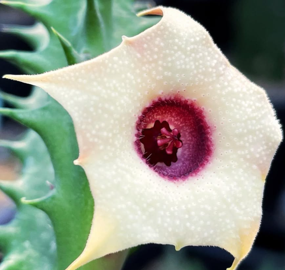 Huernia Japanese Flag 5 Pieces Seeds
