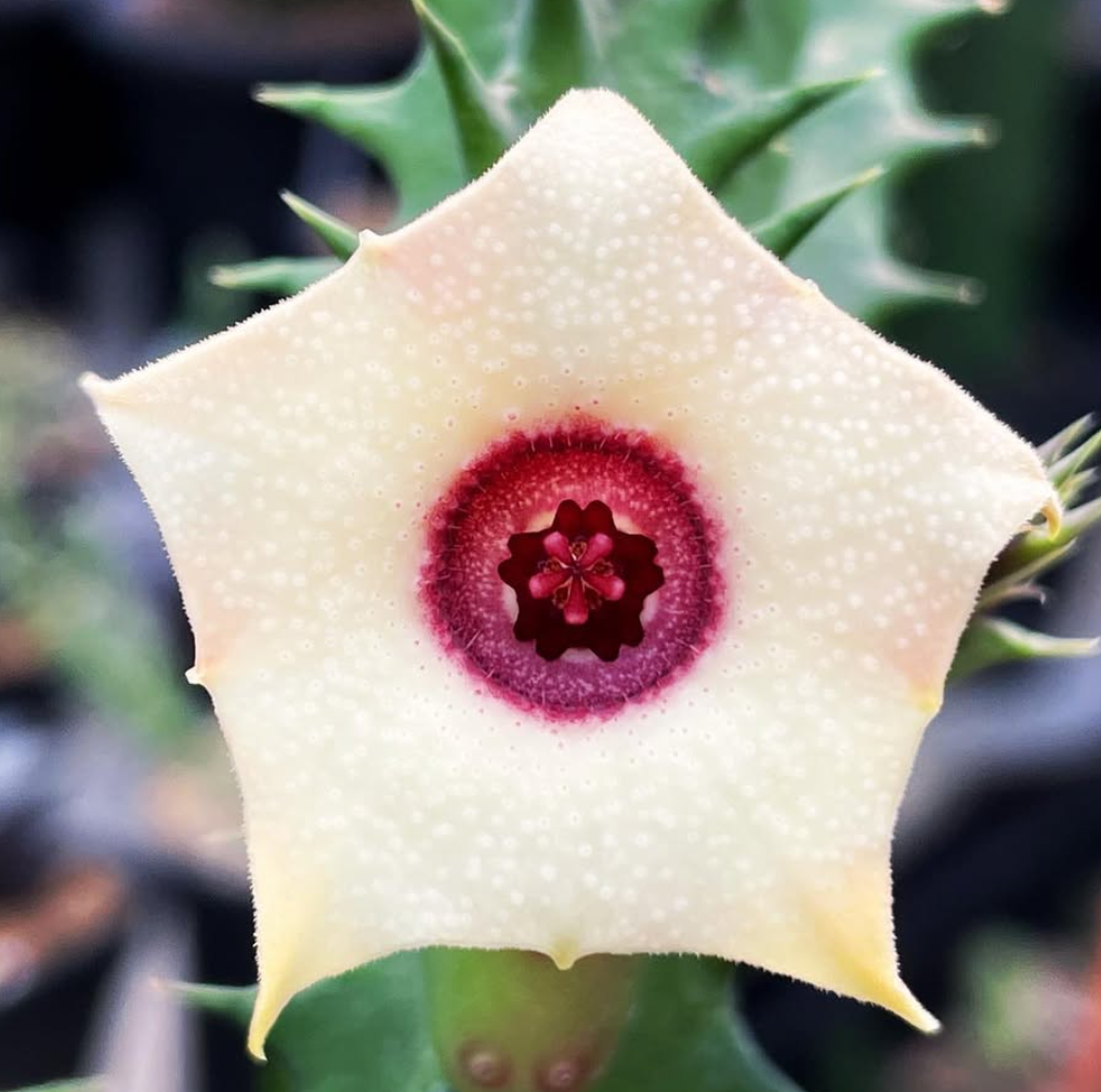 Huernia Japanese Flag 5 Pieces Seeds