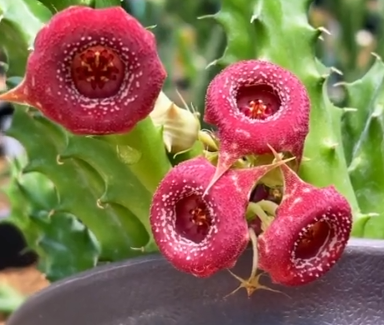 Huernia Siamese Ruby 5 Pieces Seeds