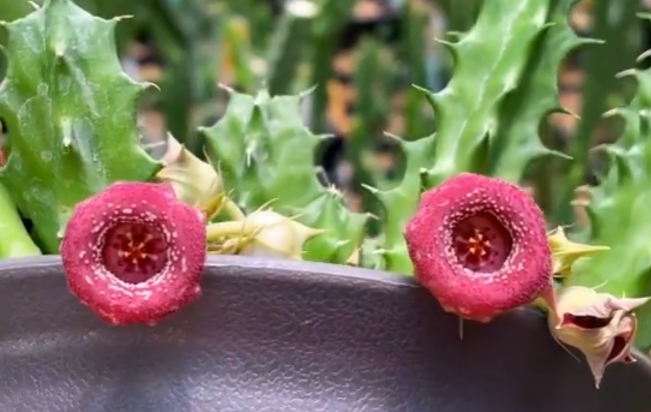 Huernia Siamese Ruby 5 Pieces Seeds