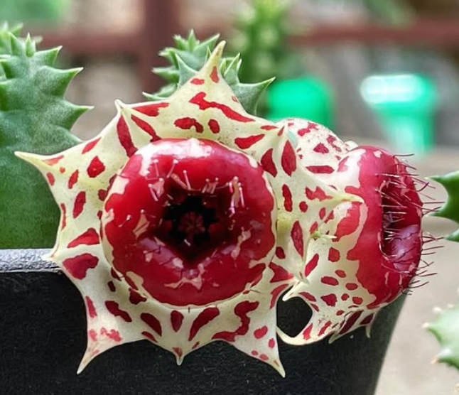 Huernia plowesii 7 Pieces Seeds