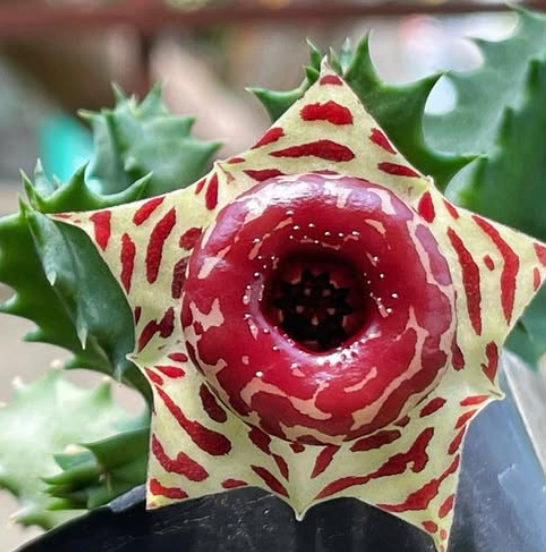 Huernia plowesii 7 Pieces Seeds