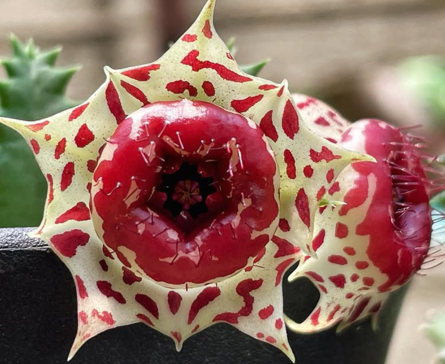 Huernia plowesii 7 Pieces Seeds