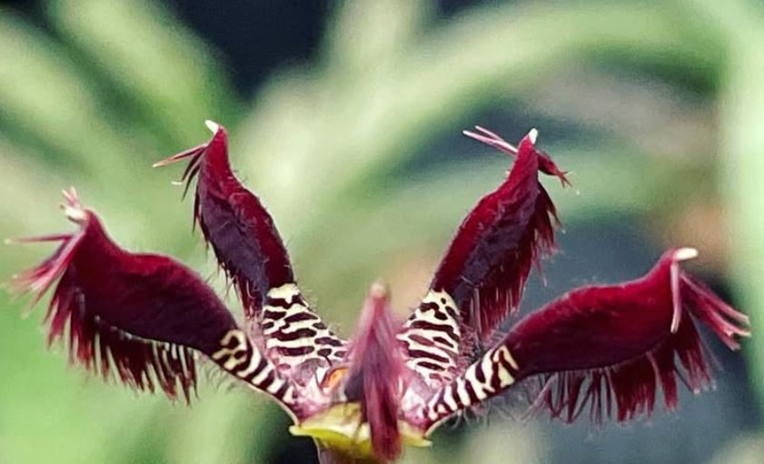 Caralluma adscendens 5 Pieces Seeds