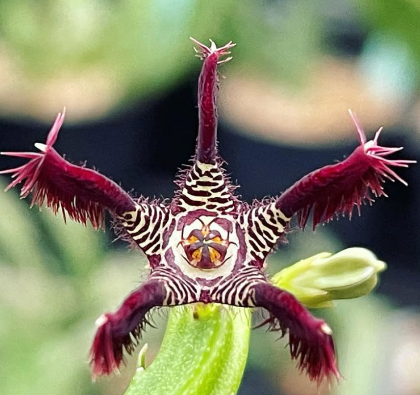 Caralluma adscendens 5 Pieces Seeds
