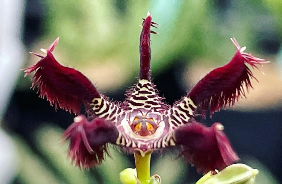 Caralluma adscendens 5 Pieces Seeds