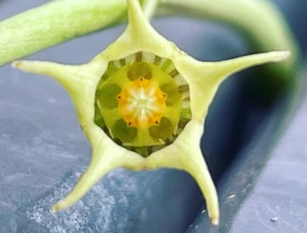 Caralluma edulis 5 Pieces Seeds