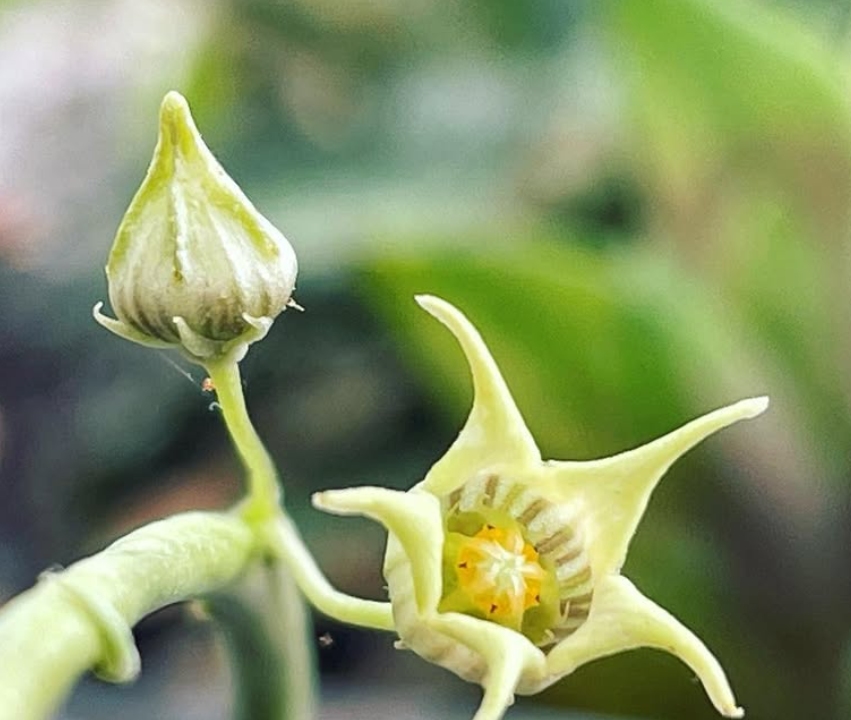 Caralluma edulis 5 Pieces Seeds