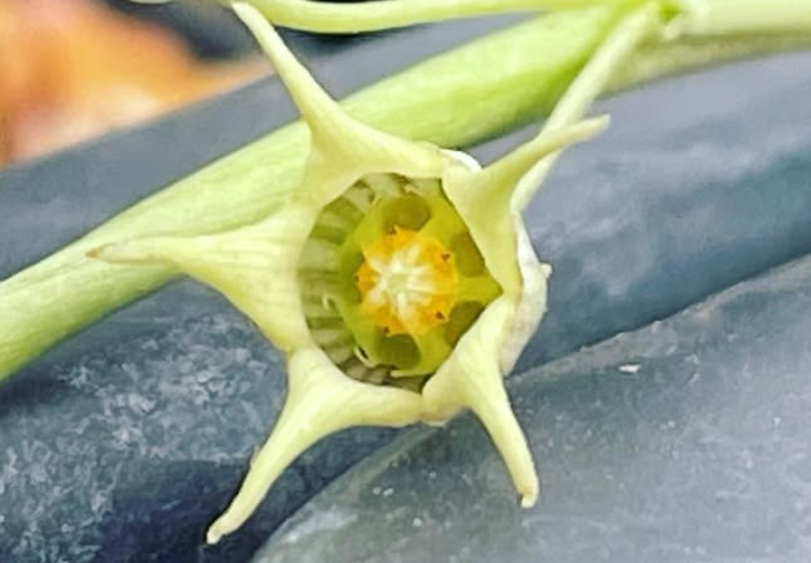 Caralluma edulis 5 Pieces Seeds