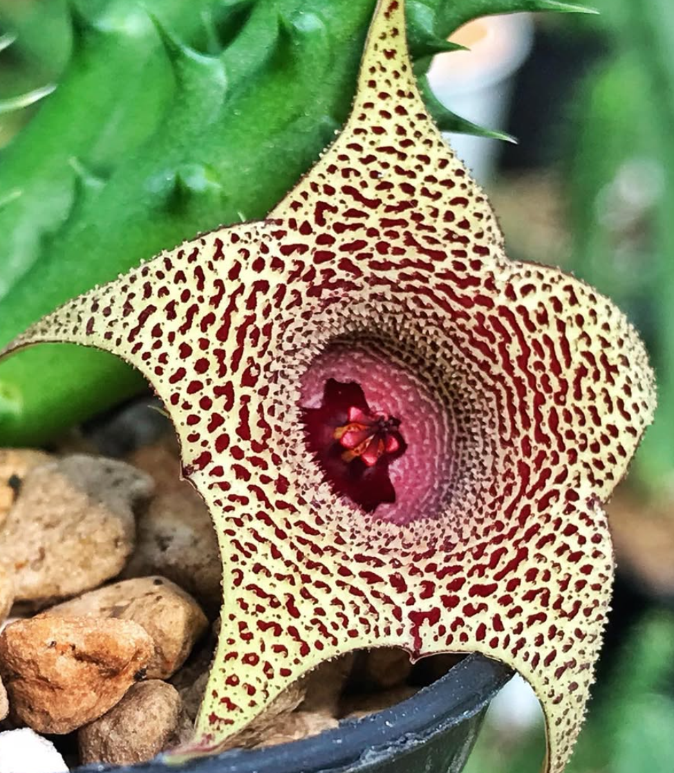 Huernia korat Python 5 Pieces Seeds