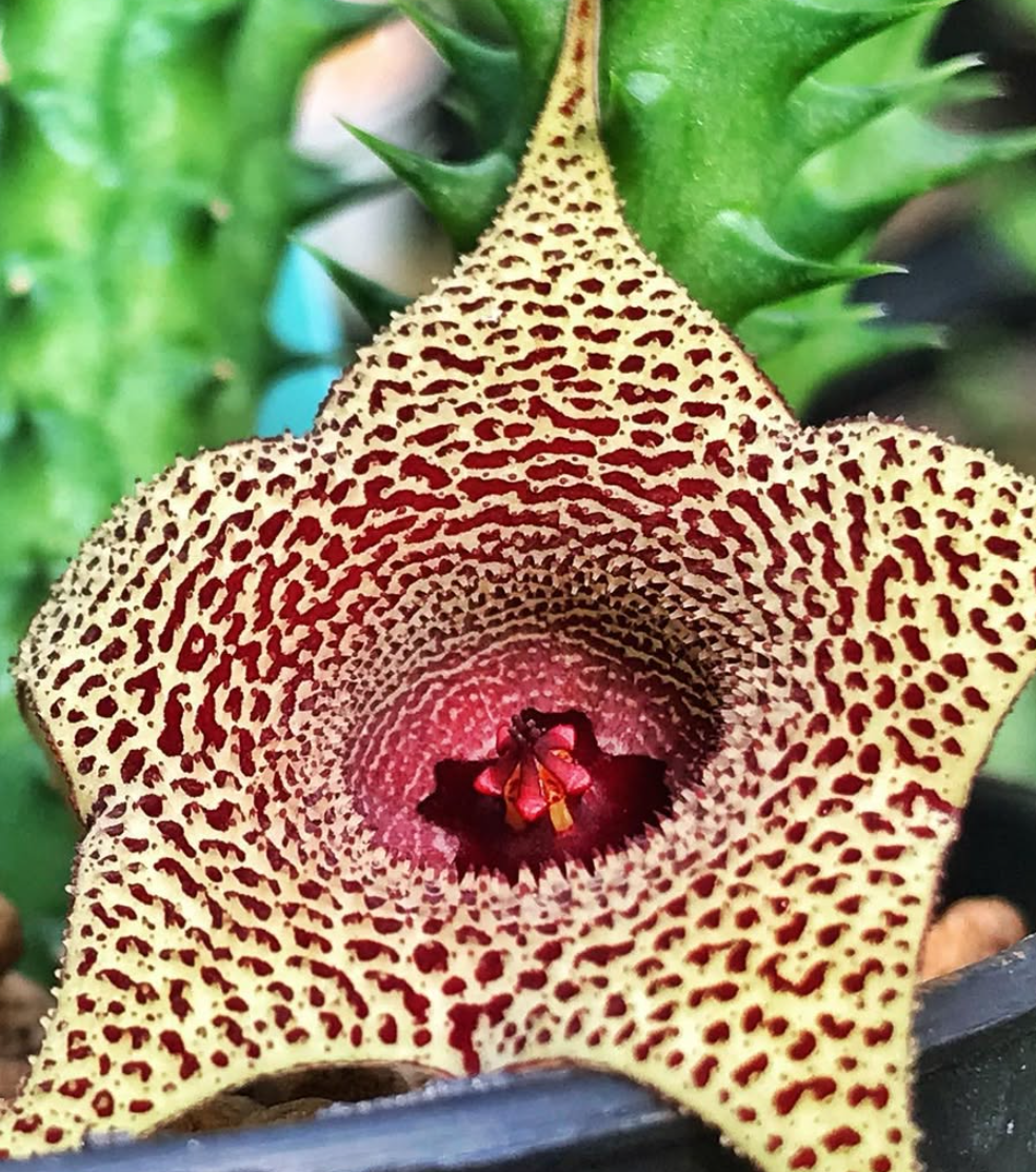 Huernia korat Python 5 Pieces Seeds