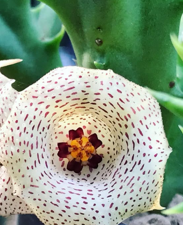 Huernia herrei 5 Pieces Seeds