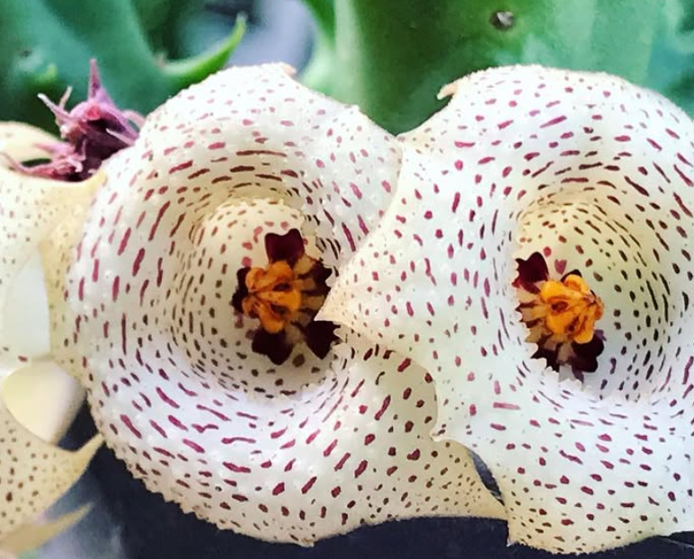 Huernia herrei 5 Pieces Seeds