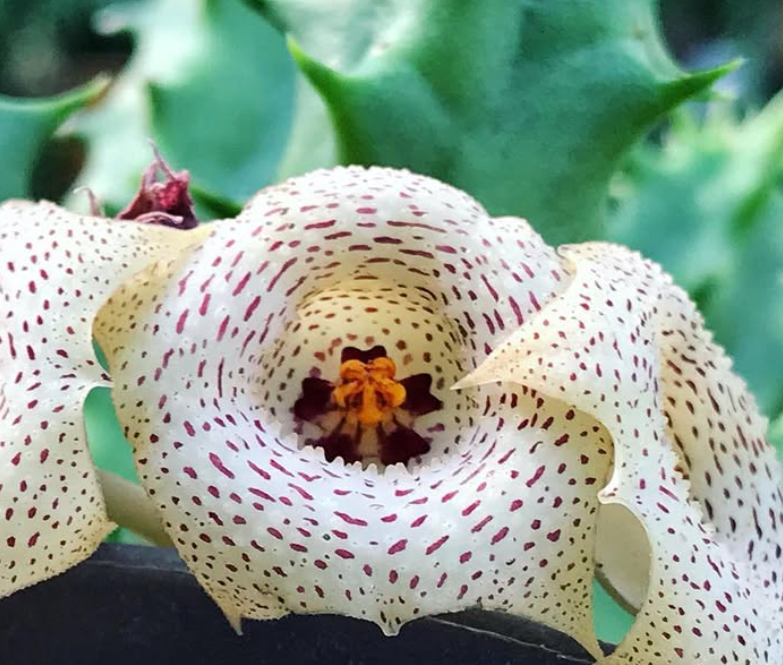 Huernia herrei 5 Pieces Seeds