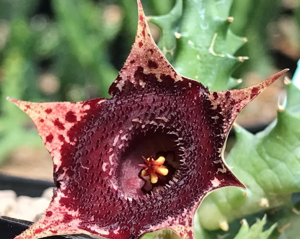 Huernia Twilight Sparkle 5 Pieces Seeds