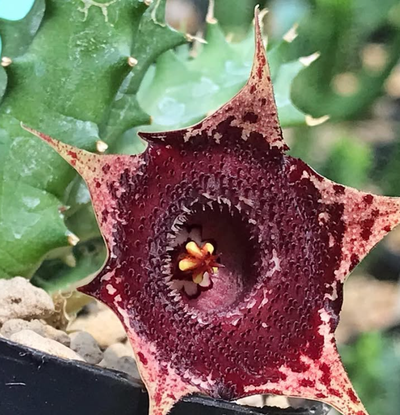 Huernia Twilight Sparkle 5 Pieces Seeds