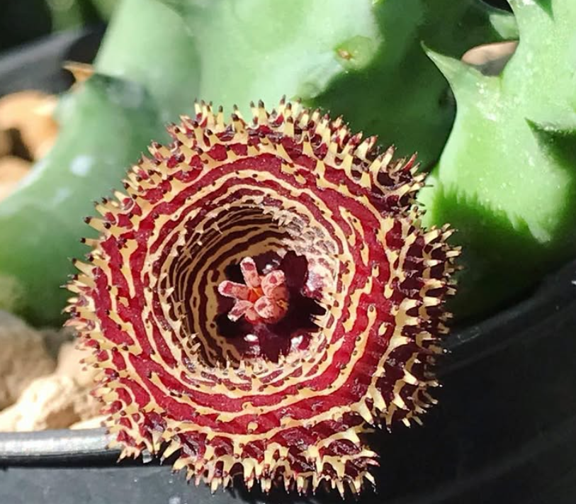 Huernia Lion King 5 Pieces Seeds