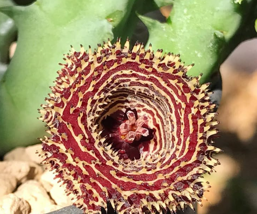 Huernia Lion King 5 Pieces Seeds