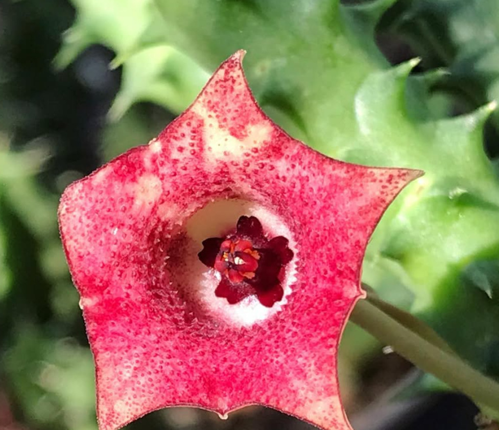 Huernia macrocarpa var. schweinfurthii 6 Pieces Seeds