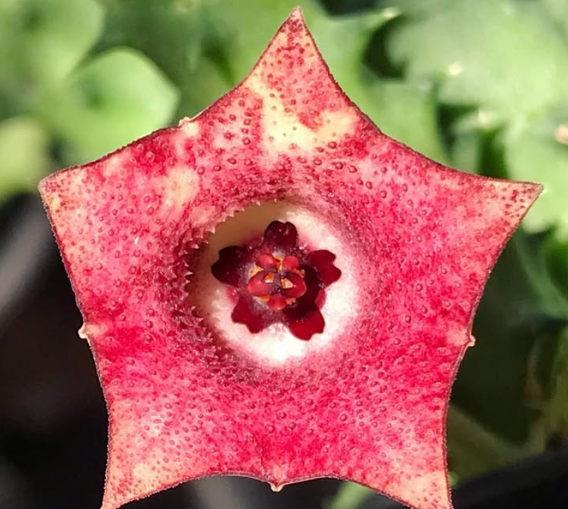 Huernia macrocarpa var. schweinfurthii 6 Pieces Seeds