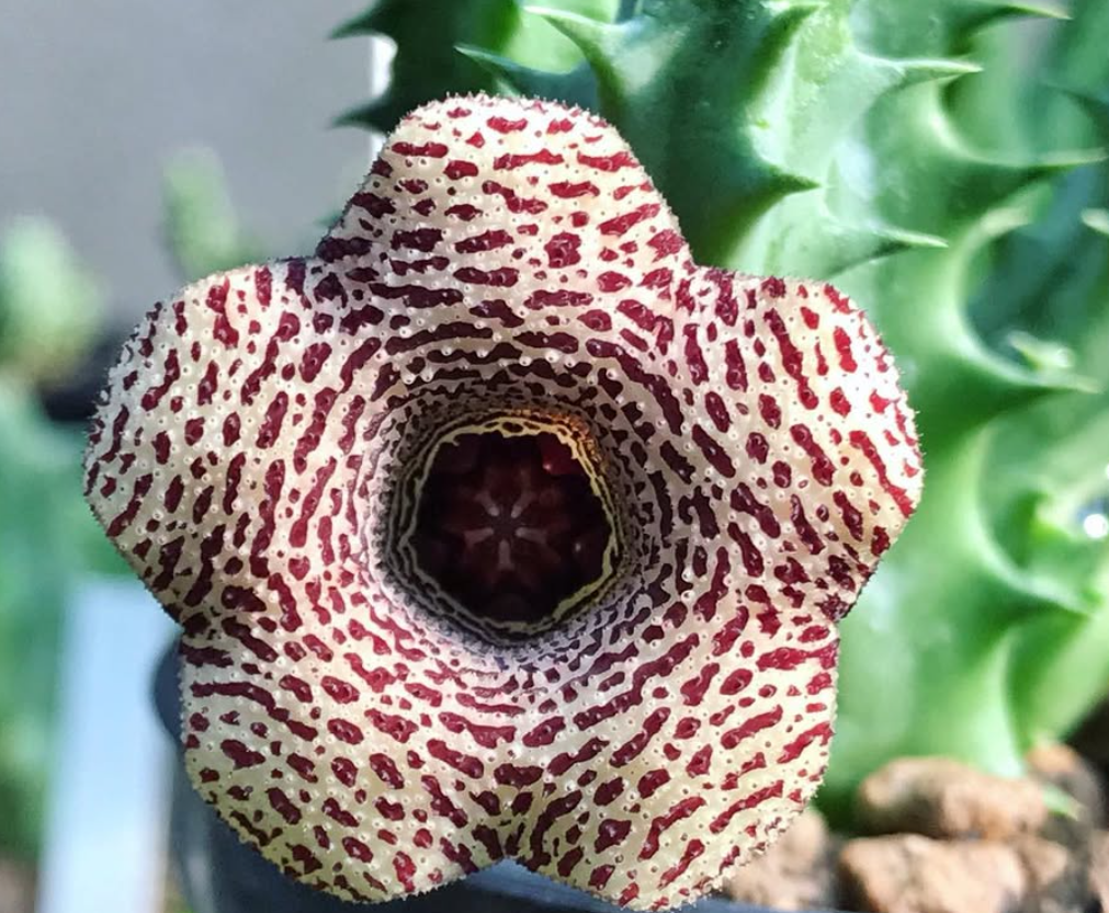 Huernia Caramel Almond 6 Pieces Seeds