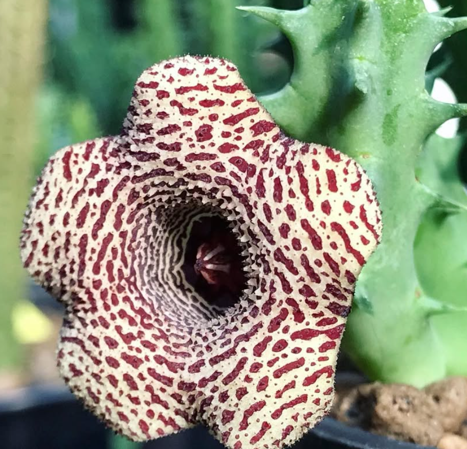 Huernia Caramel Almond 6 Pieces Seeds