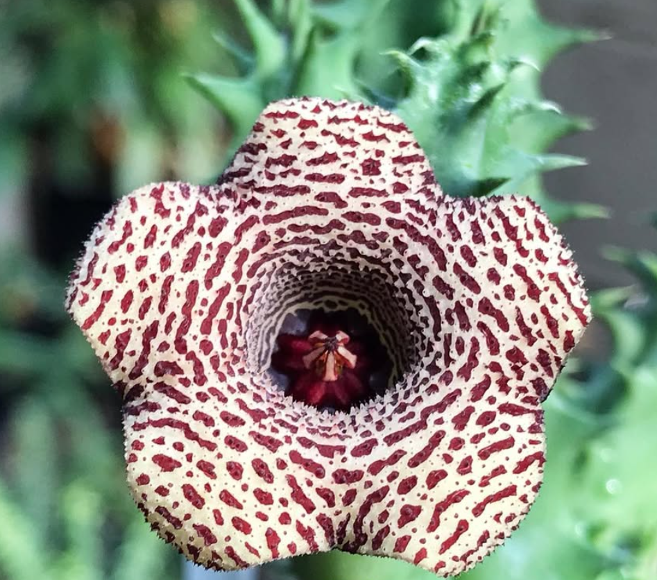 Huernia Caramel Almond 6 Pieces Seeds