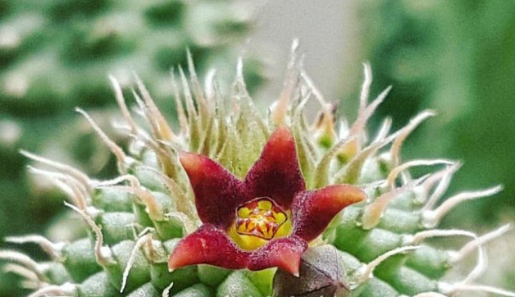 Echidnopsis bihendulensis 5 Pieces Seeds