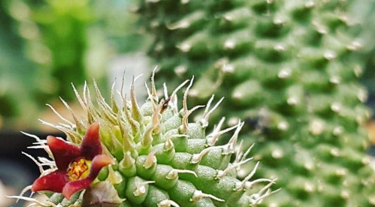 Echidnopsis bihendulensis 5 Pieces Seeds