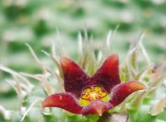 Echidnopsis bihendulensis 5 Pieces Seeds
