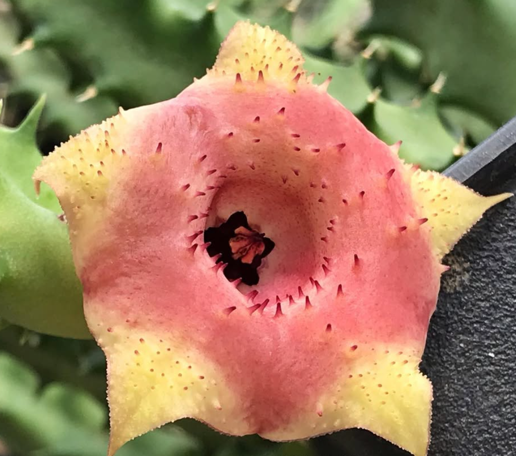 Huernia Pink Custard 6 Pieces Seeds