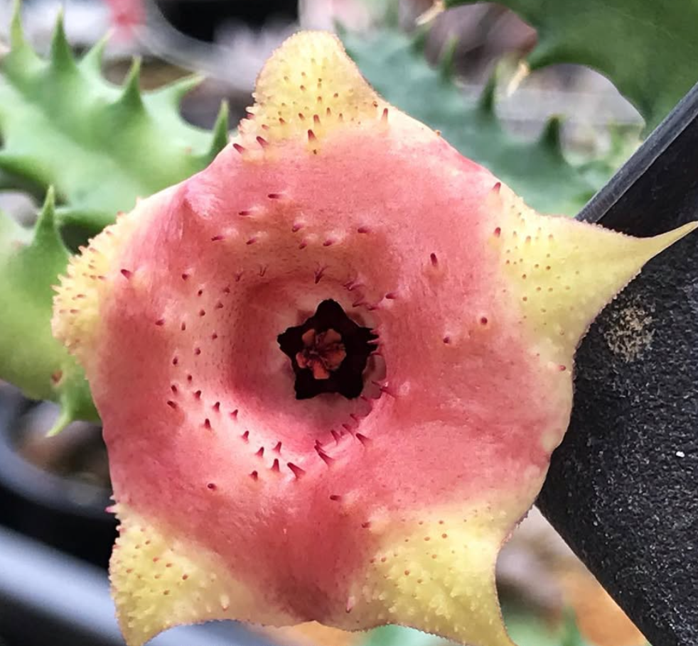 Huernia Pink Custard 6 Pieces Seeds