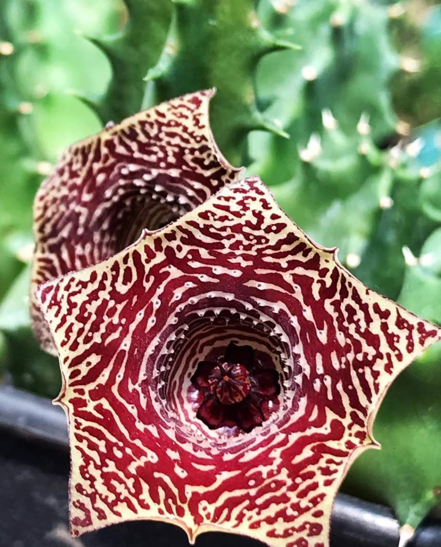 Huernia star line 6 Pieces Seeds