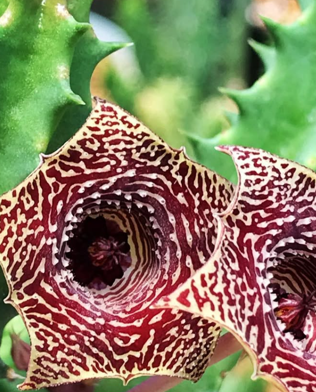 Huernia star line 6 Pieces Seeds