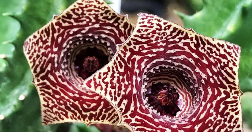 Huernia star line 6 Pieces Seeds